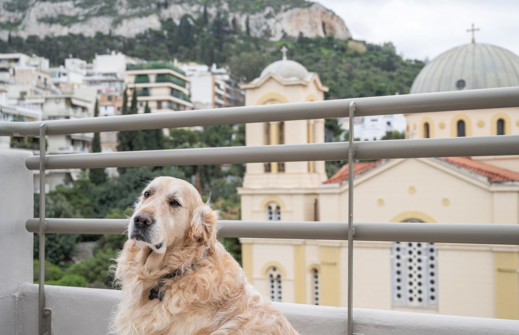 pet friendly (1) pet friendly (1)