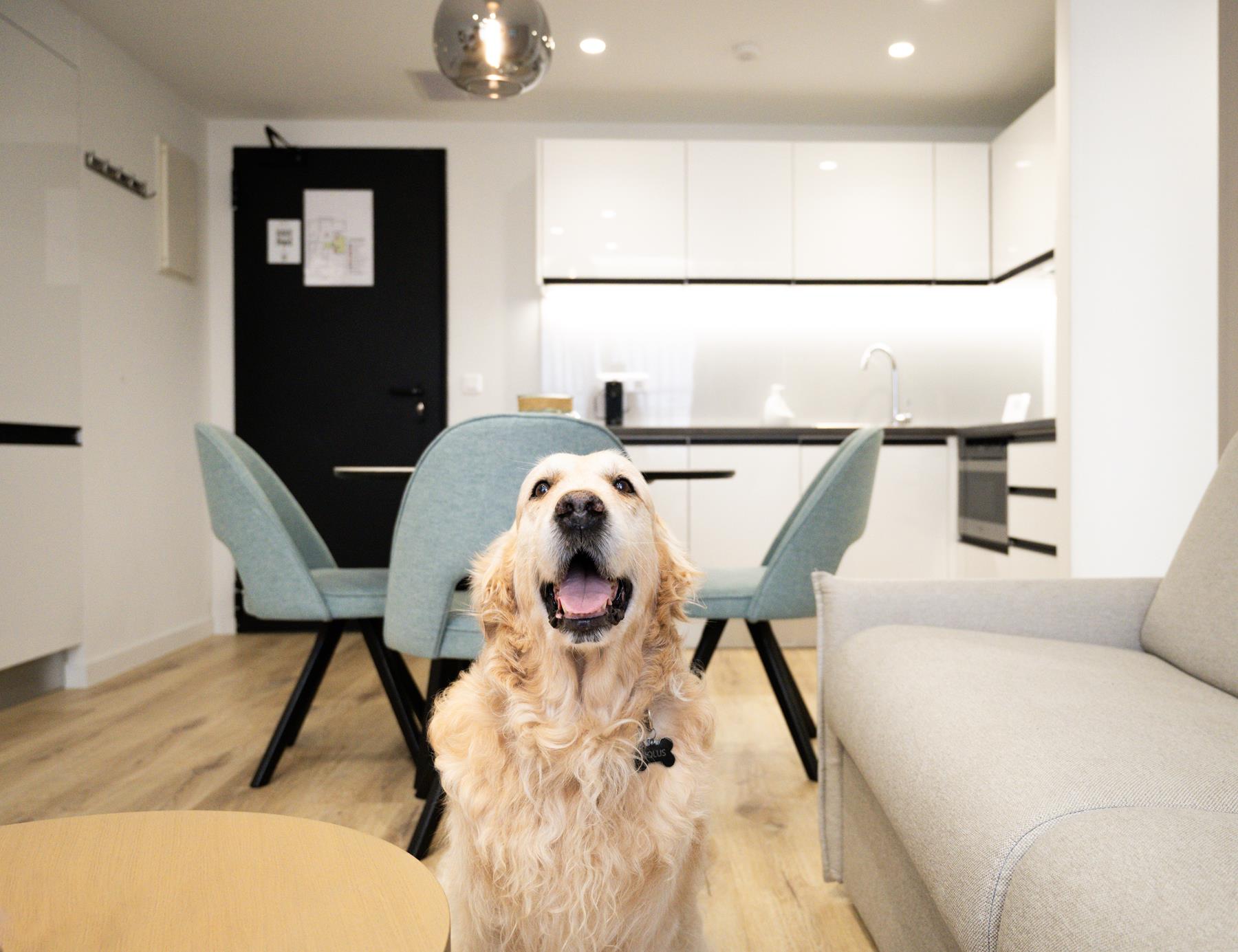 pet friendly (10) pet friendly (10)