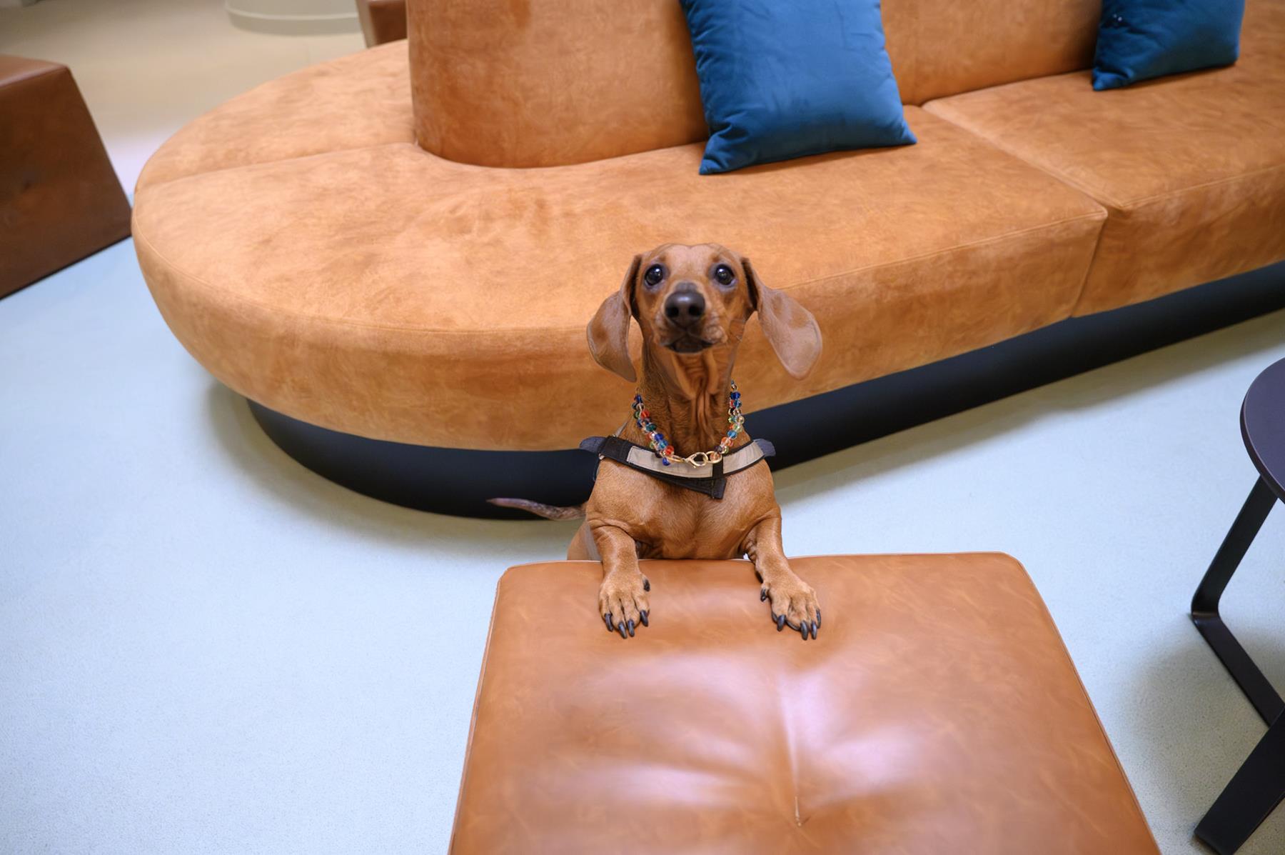 Pet Friendly (13) Pet Friendly (13)