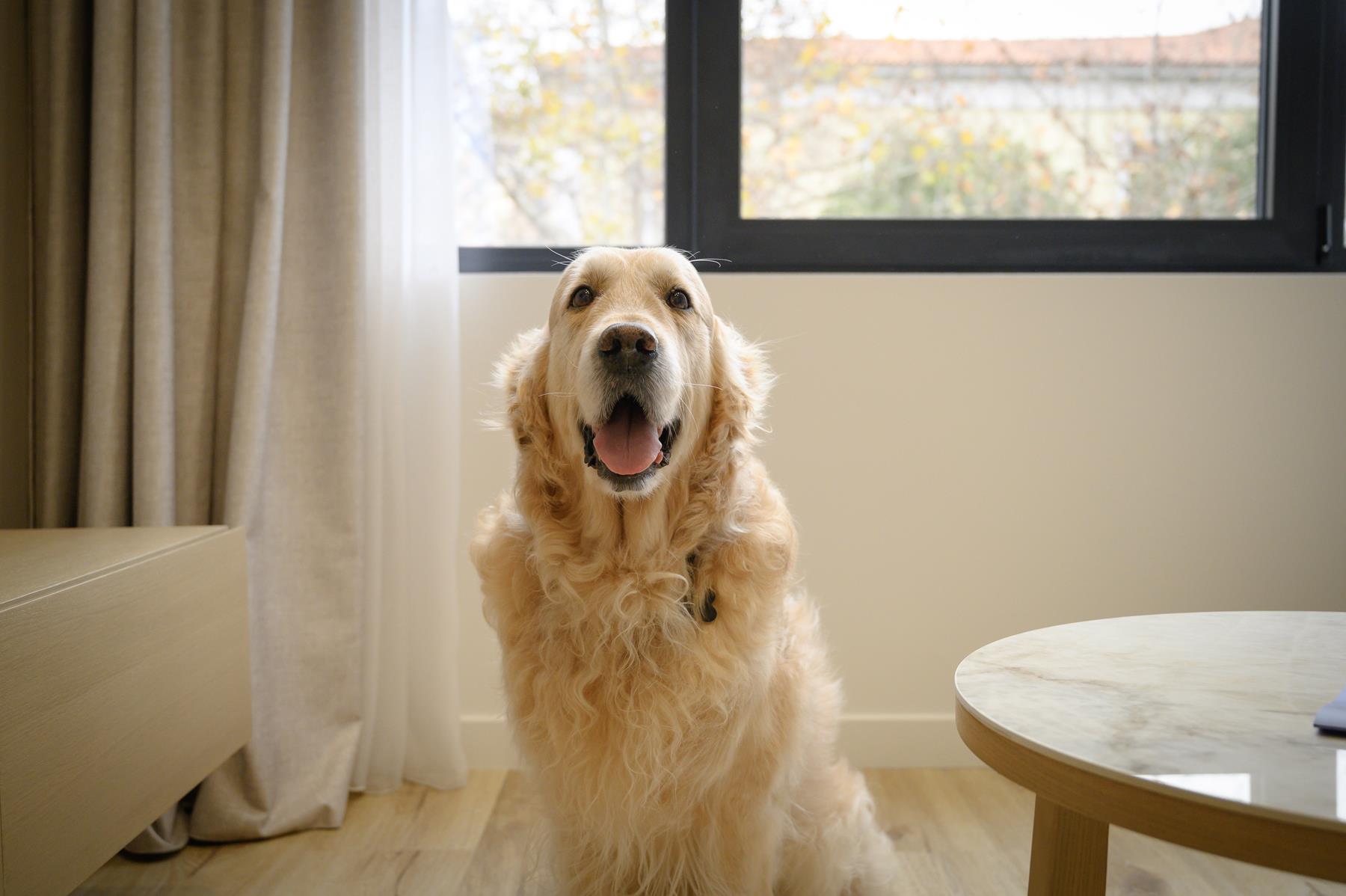 pet friendly (14) pet friendly (14)