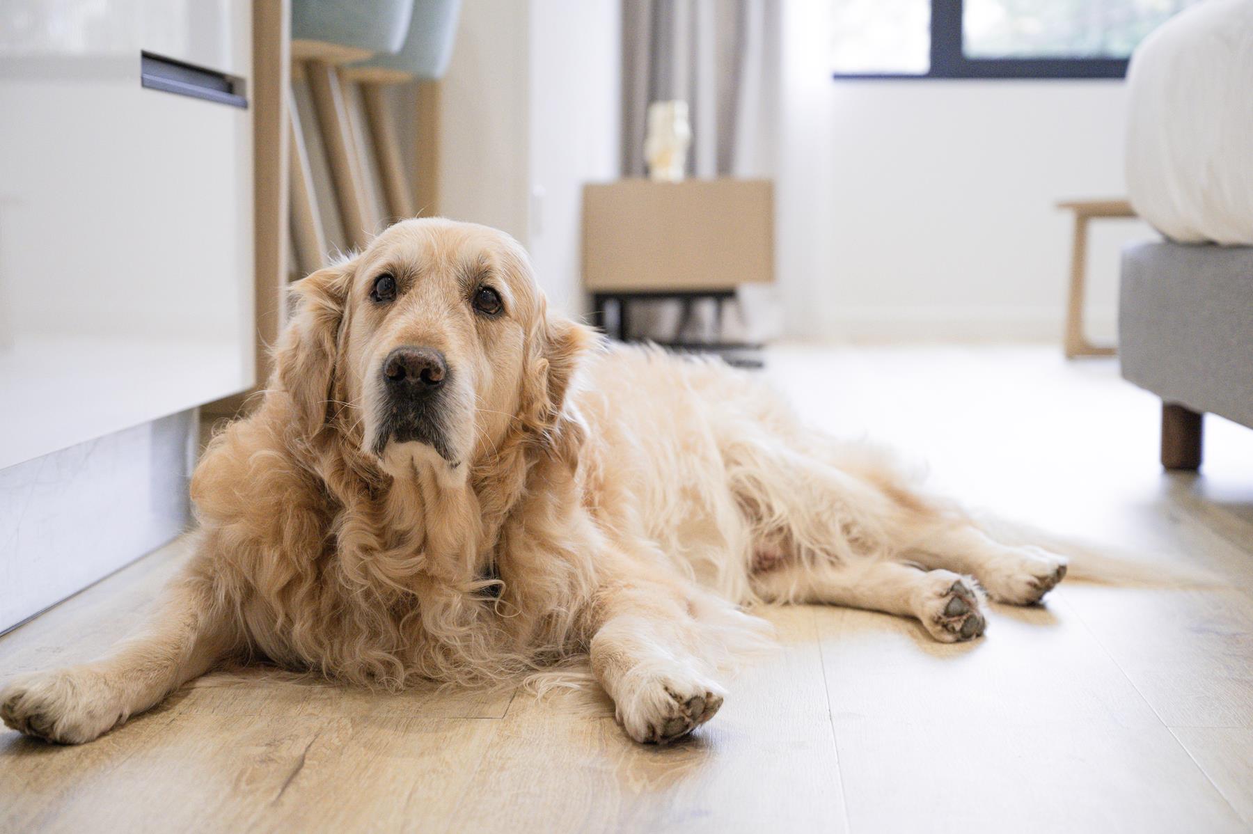 pet friendly (15) pet friendly (15)