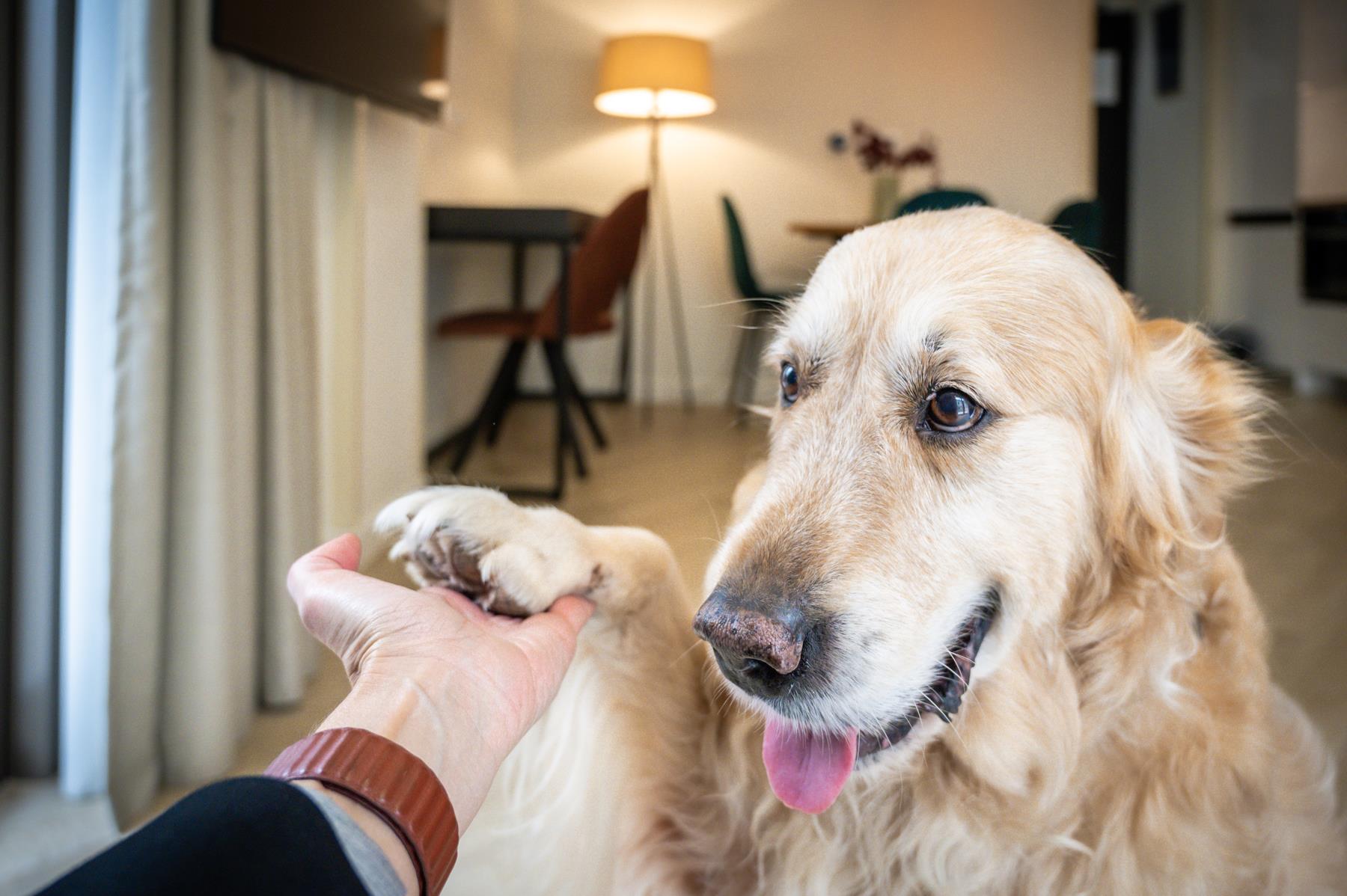 pet friendly (16) pet friendly (16)