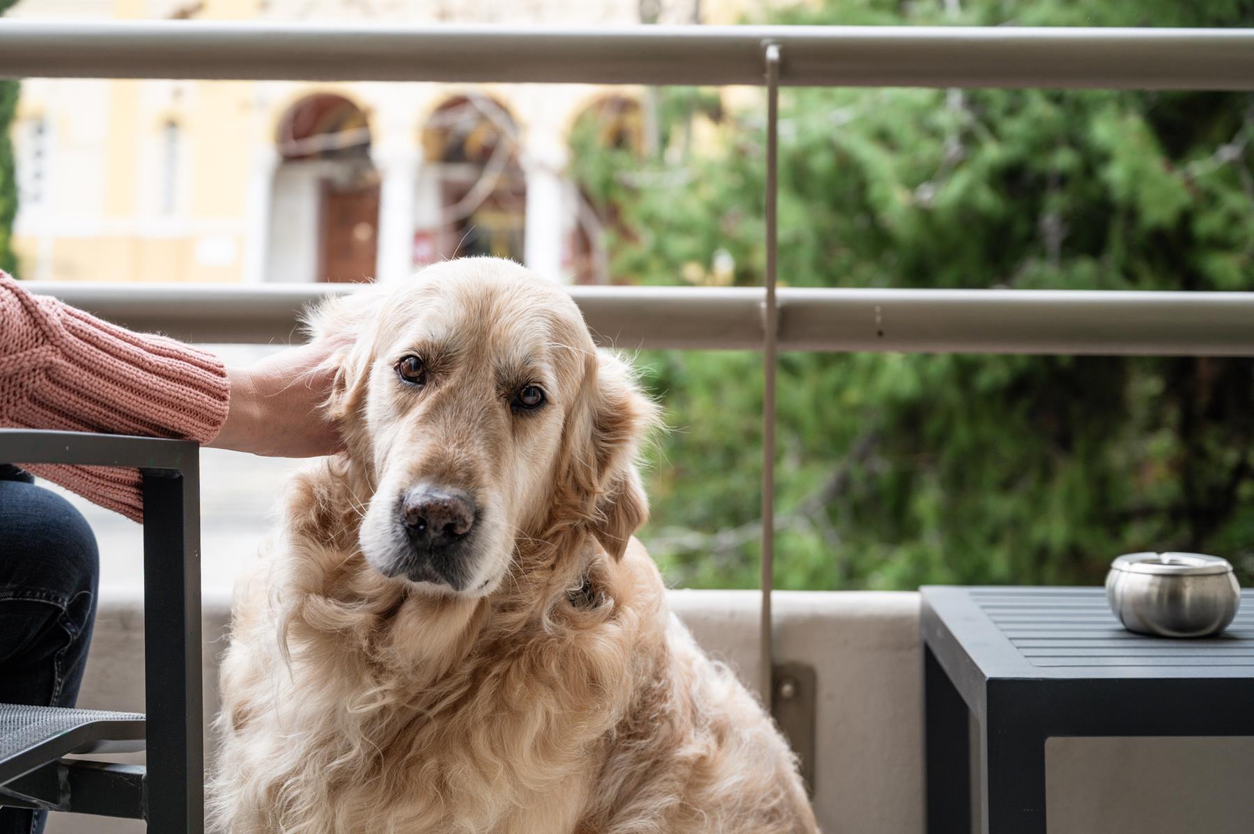 pet friendly (17) pet friendly (17)