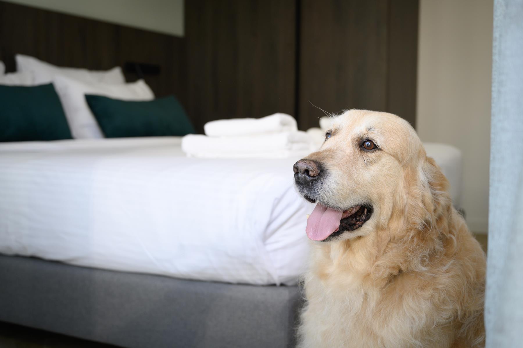 pet friendly (3) pet friendly (3)