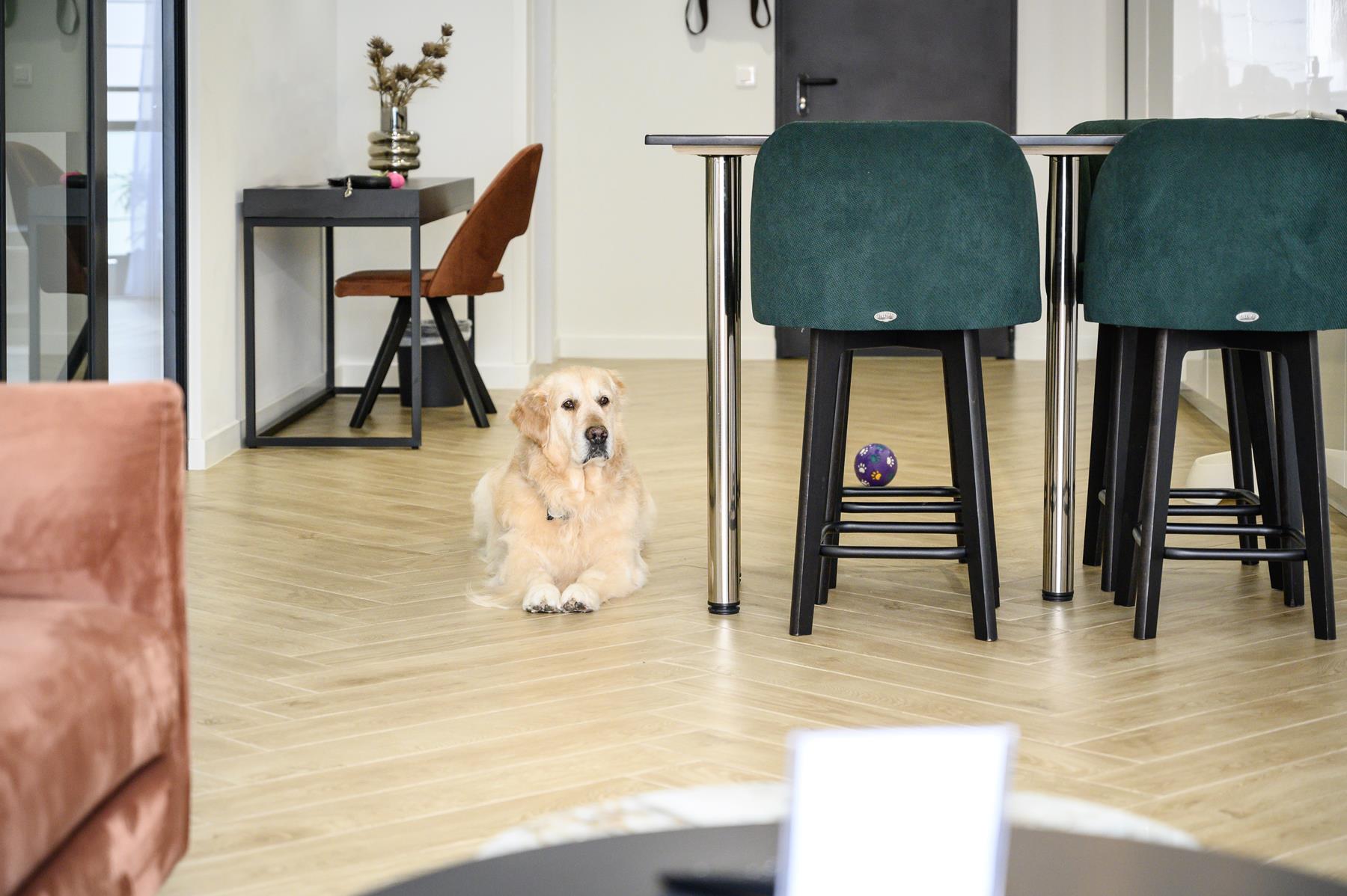 pet friendly (4) pet friendly (4)