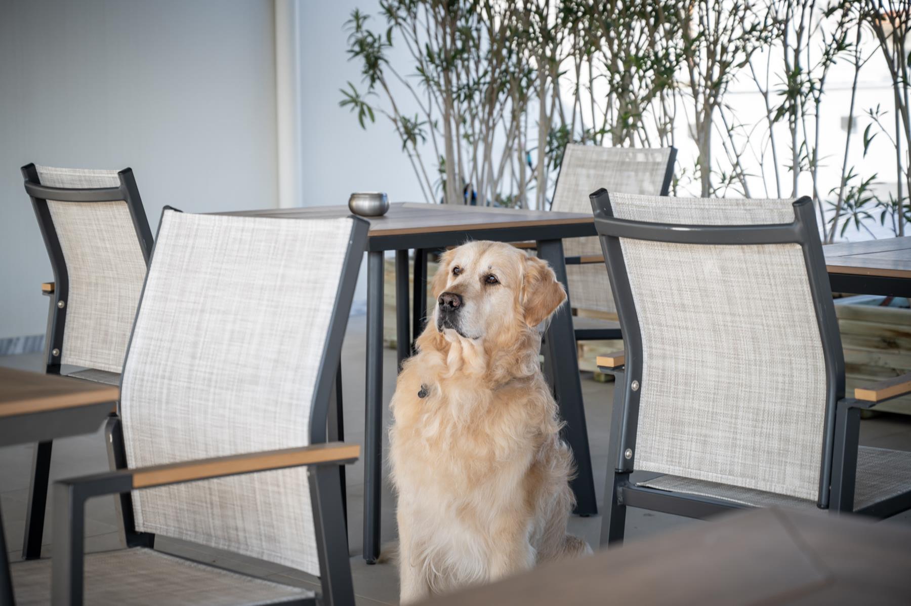 Pet Friendly (7) Pet Friendly (7)