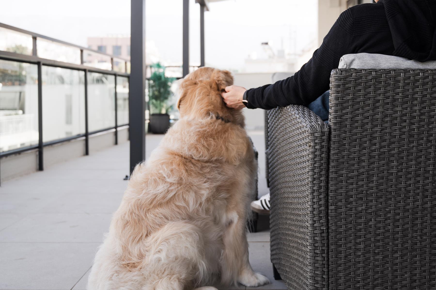 pet friendly (7) pet friendly (7)